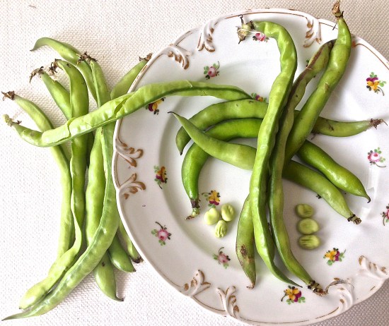 Broad beans in the pod
